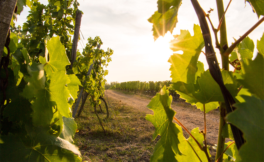 photo of a vineyard