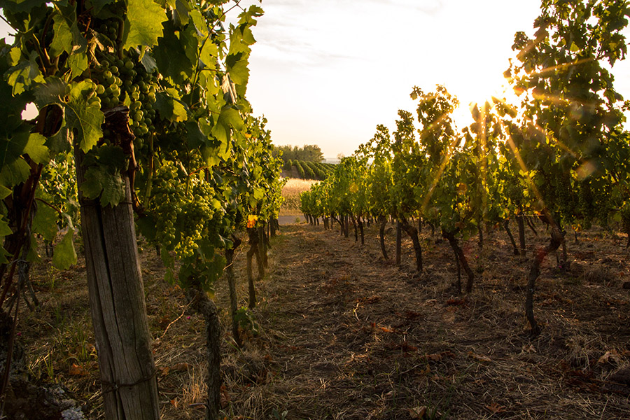 photo of a vineyard