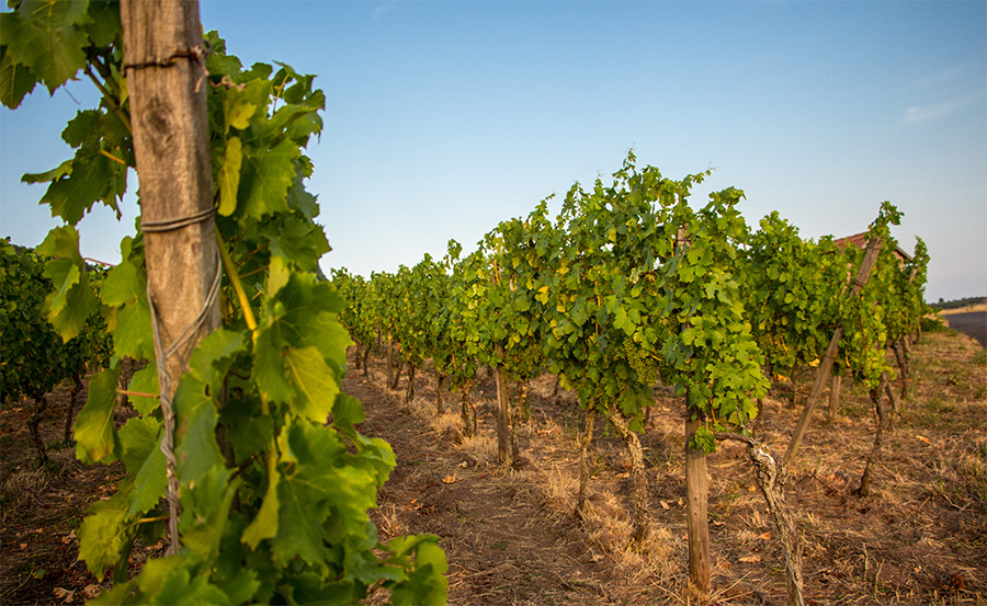 photo of a vineyard