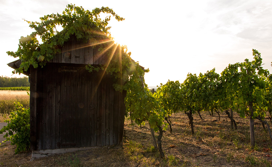photo of a vineyard
